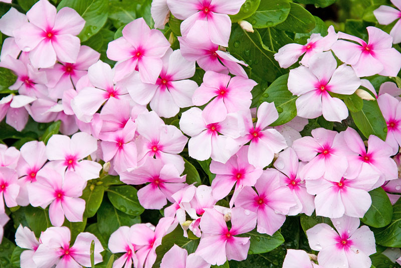 Top 10 most beautiful pink annual flowers for your garden to stand out ...