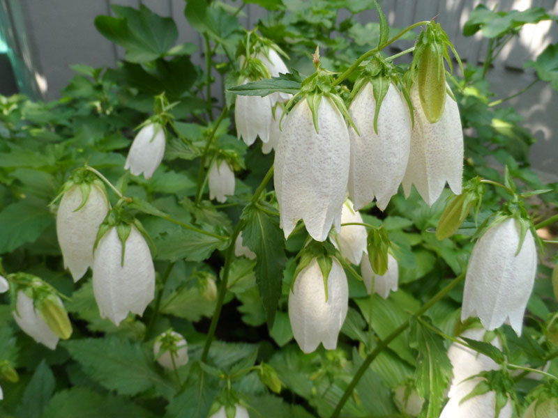 Korean Bellflower