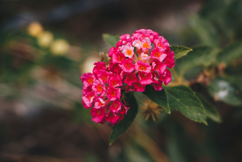 Lantana Shrub