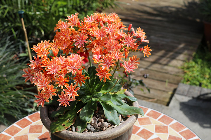 Lewisia