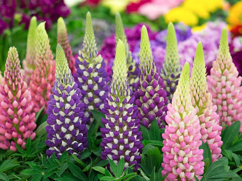 Lupines