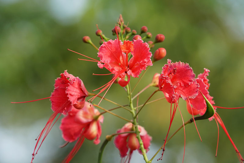 10 Stunning Red Flowering Shrubs Garden Lovers Club