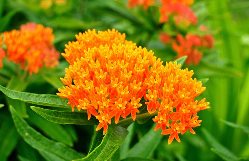 7 plantes vivaces à fleurs orange - Jardin de Grand Meres