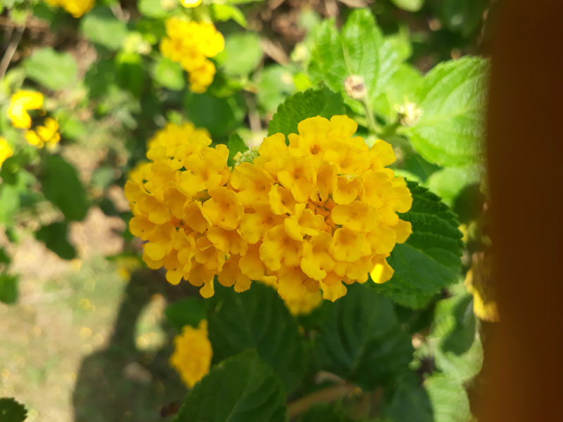 New Gold Lantana