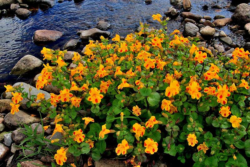 Orange Mimulus