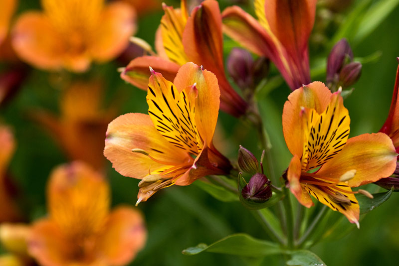 Orange Peruvian Lilies