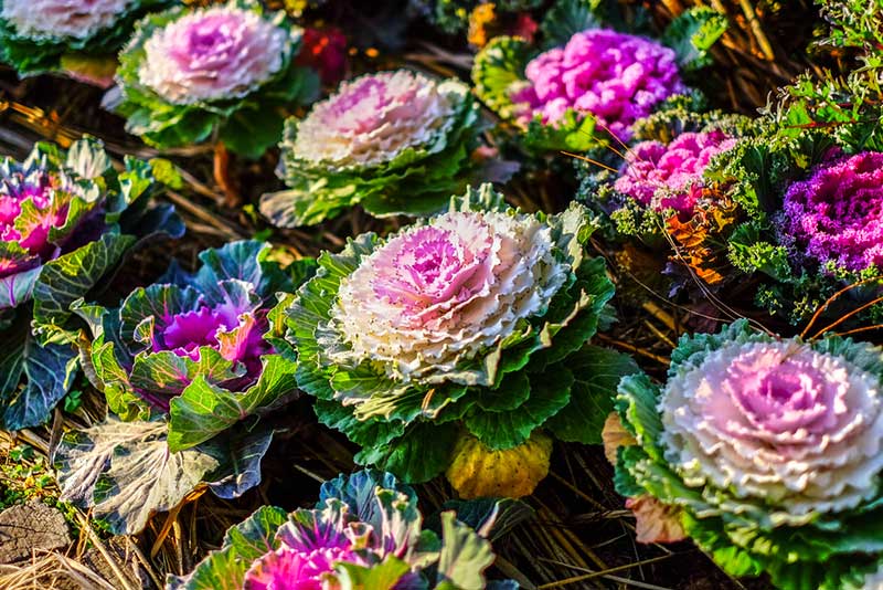 Ornamental Kale