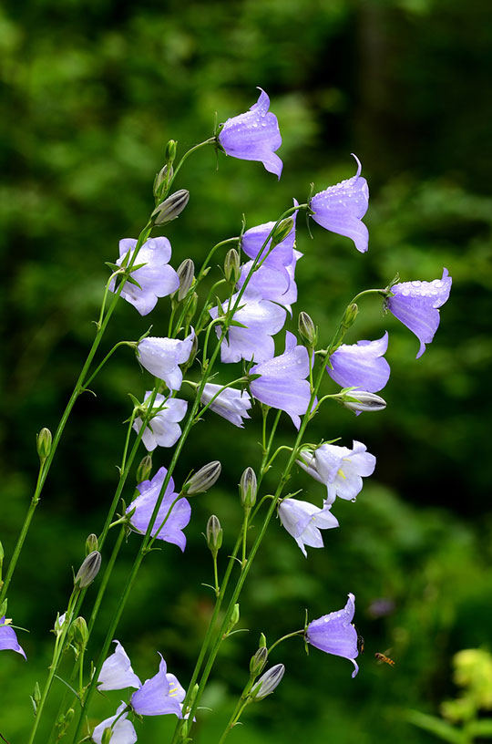 Peach-Leaved Bells