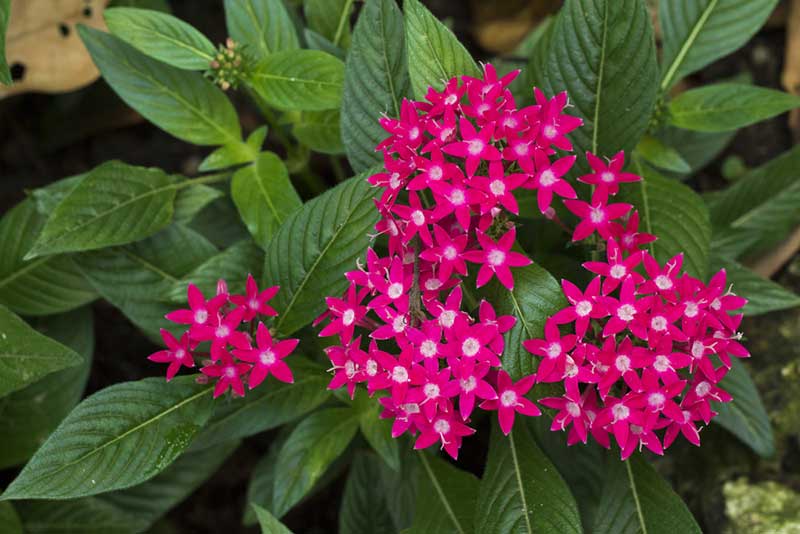 10 Perfect Florida Perennials - Garden Lovers Club