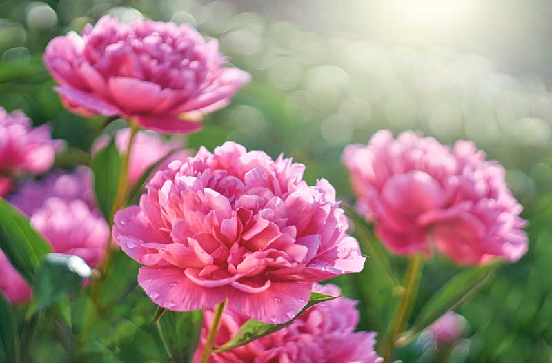 Peonies