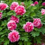 Peonies
