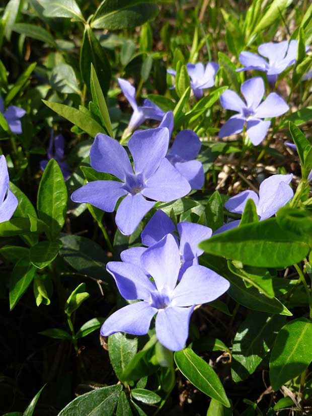 Periwinkle
