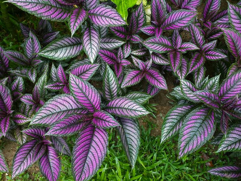 Persian shield plant