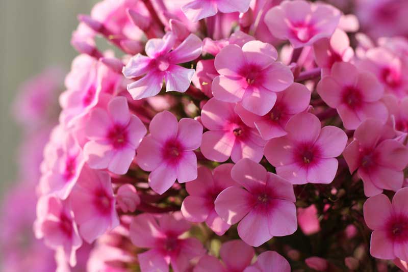 15 Perennials That Grow In Zone 4 Garden Lovers Club