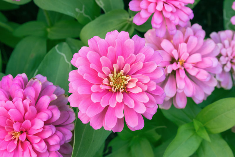 Pink Zinnia