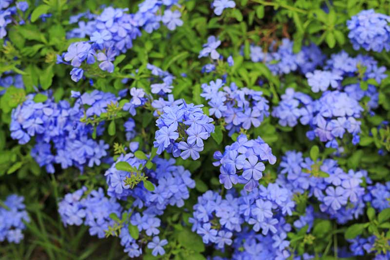 Plumbago