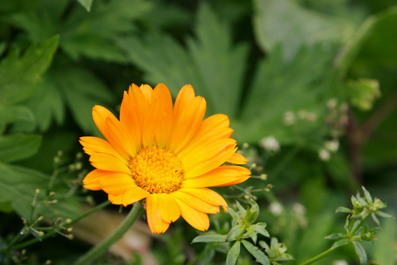 Pot Marigold