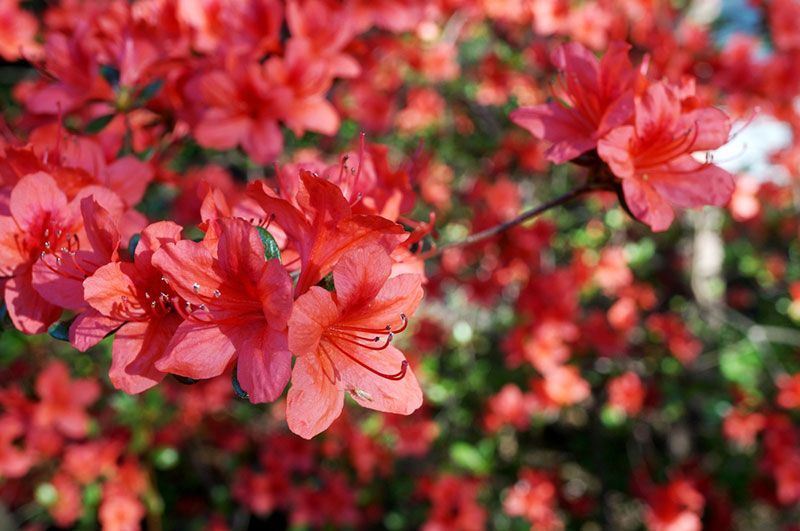 Red Azaleas