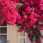 Red Bougainvilleas