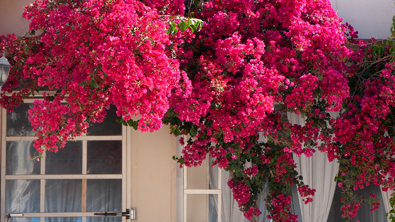 Red Bougainvilleas