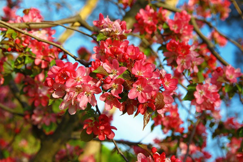 Red Flowering Quince