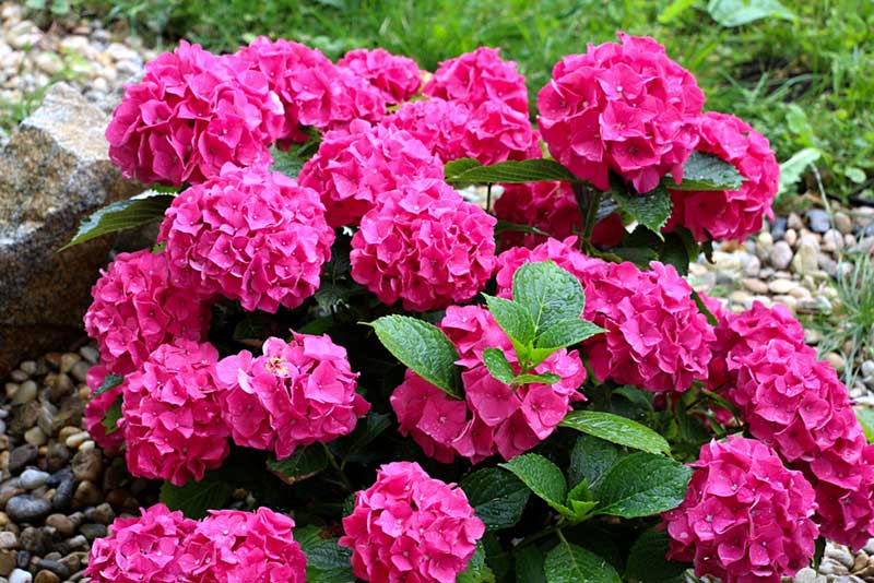 10 Stunning Red Flowering Shrubs - Garden Lovers Club