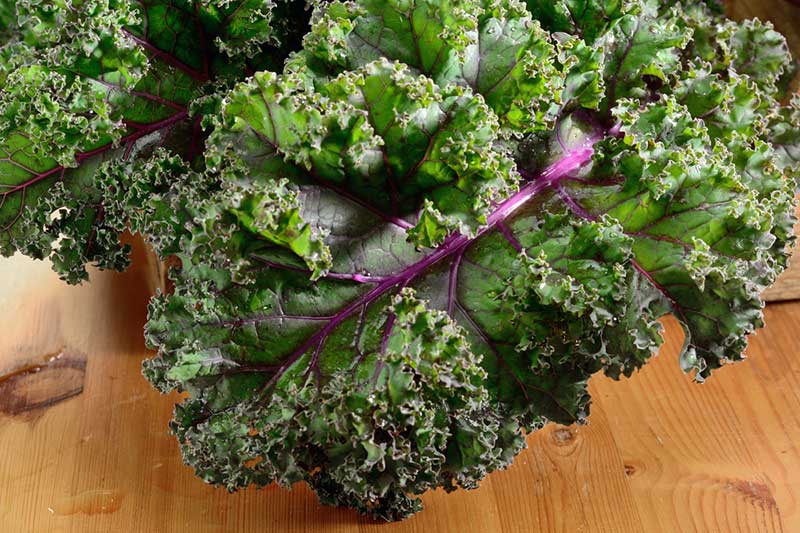 Red Russian Kale