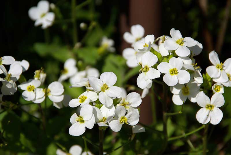 Rock Cress