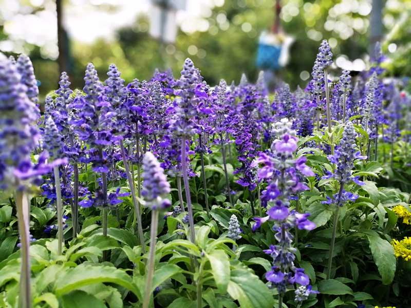 15 Perennials That Grow In Zone 5 Garden Lovers Club