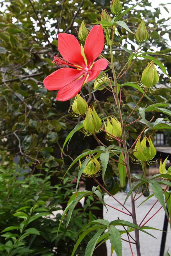 Scarlet Rosemallow