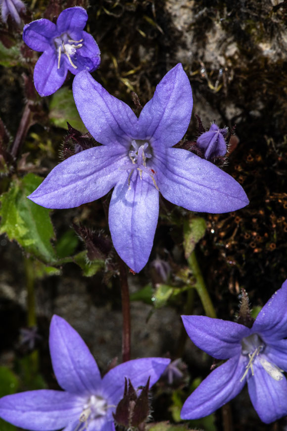 Serbian Bellflower