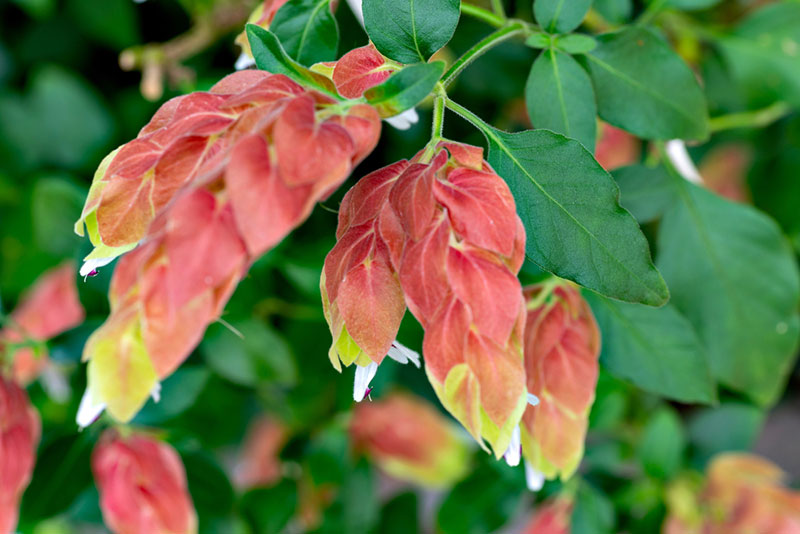 Shrimp Plant