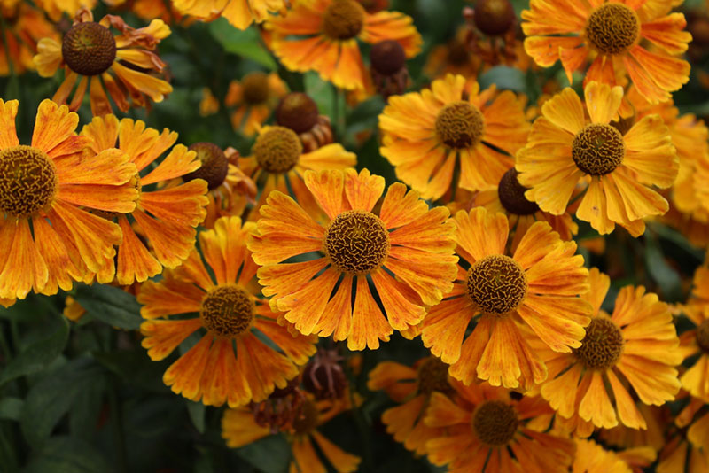 Sneezeweed