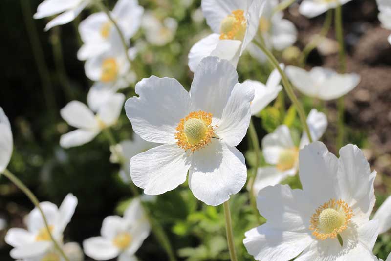 Snowdrop anemones