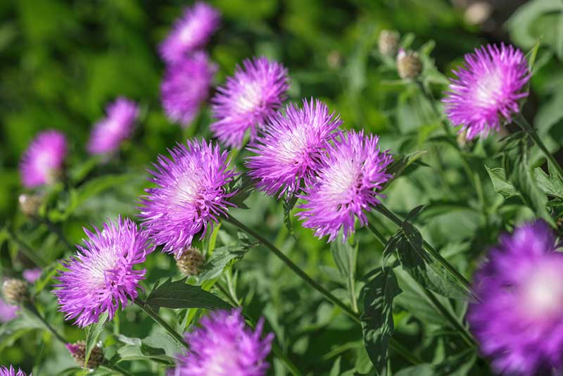 Stokes asters