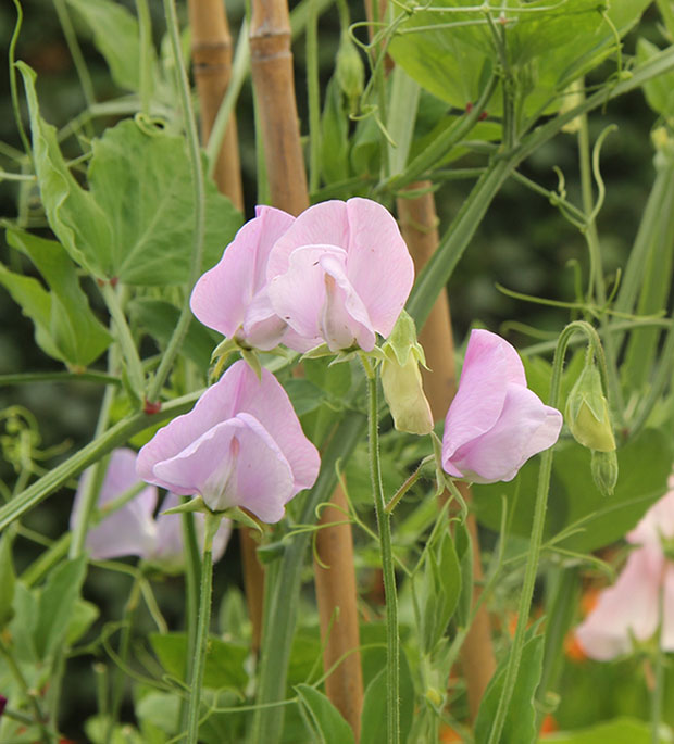 Sweet Peas