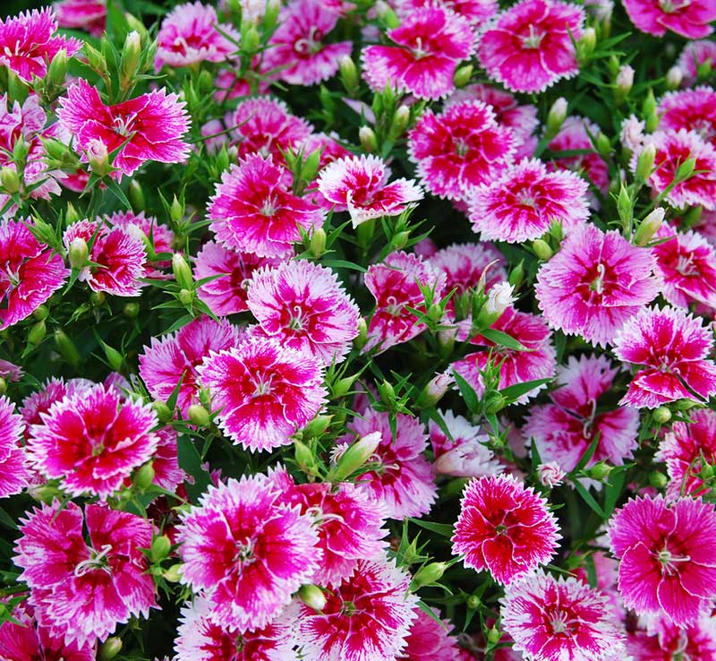 Top 10 most beautiful pink annual flowers for your garden to stand out ...