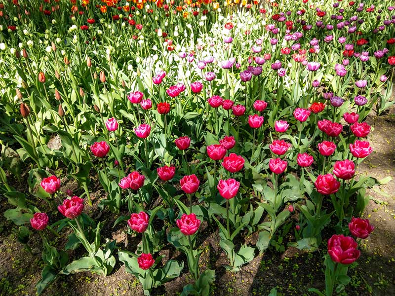 Tulips