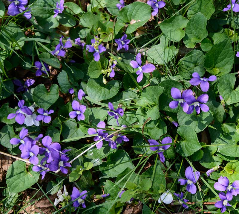 Wild Violets