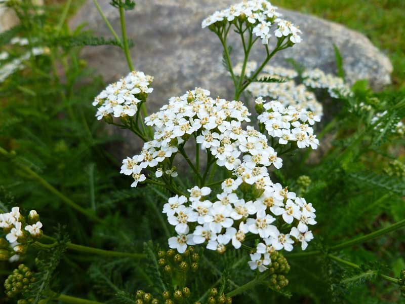 Yarrow