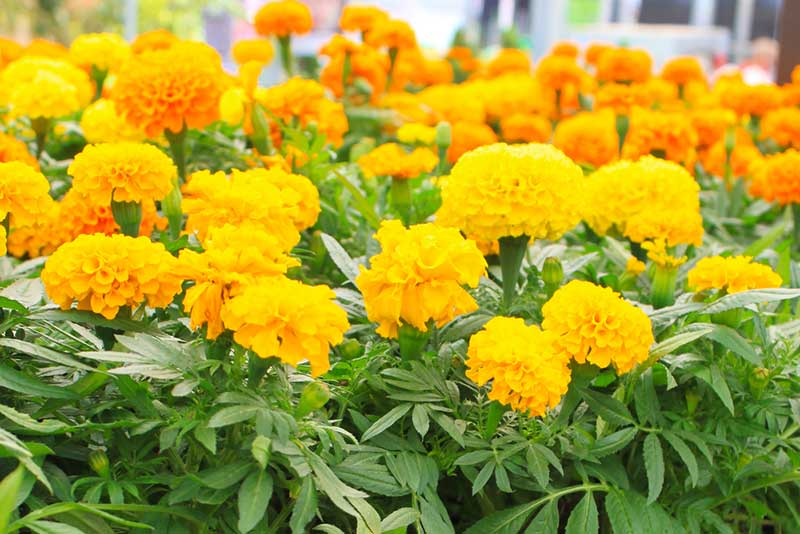 Yellow Marigolds