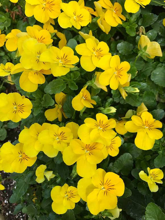 Yellow Pansy