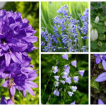 bellflower varieties