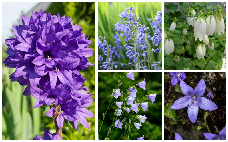 10 Different Types of Bellflower Varieties - Garden Lovers Club