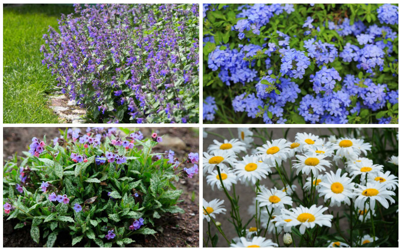 border perennials