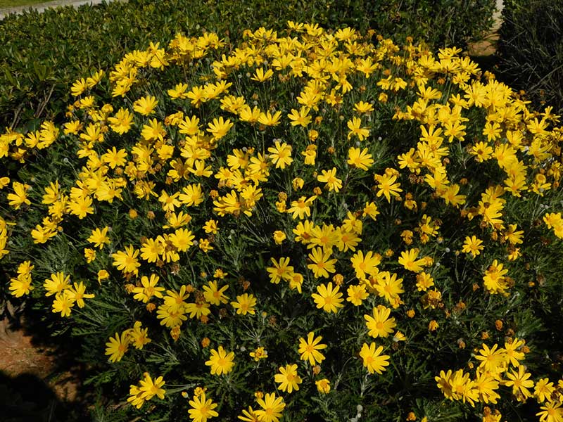 bush daisy