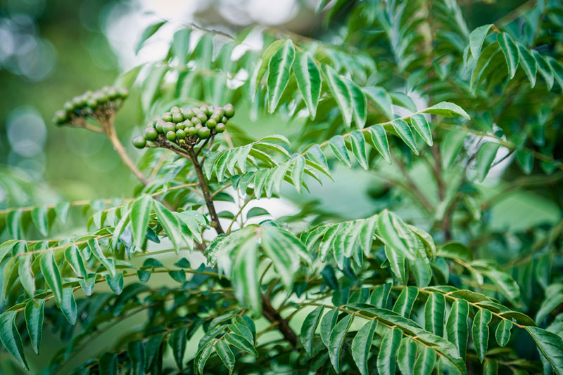 curry plant