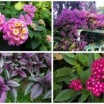florida perennials