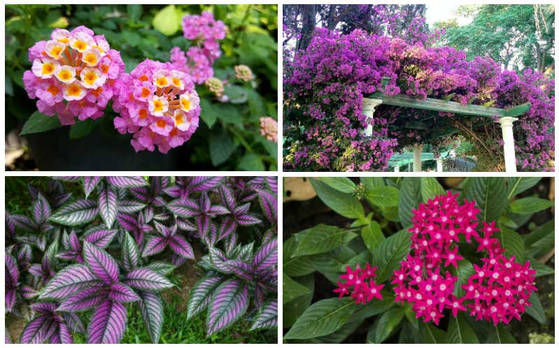 10 Perfect Florida Perennials Garden Lovers Club