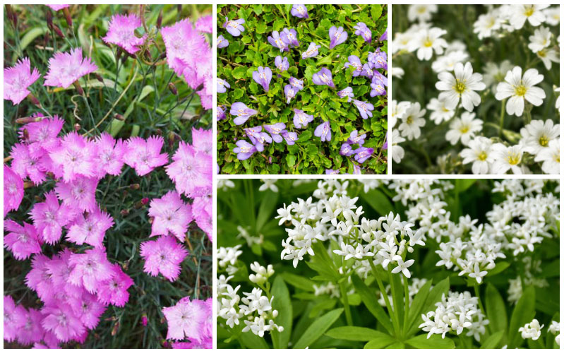 ground cover perennials